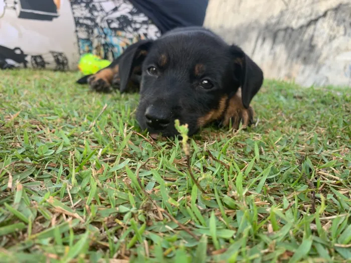 Cachorro ra a Indefinida  idade 2 a 6 meses nome Layla 