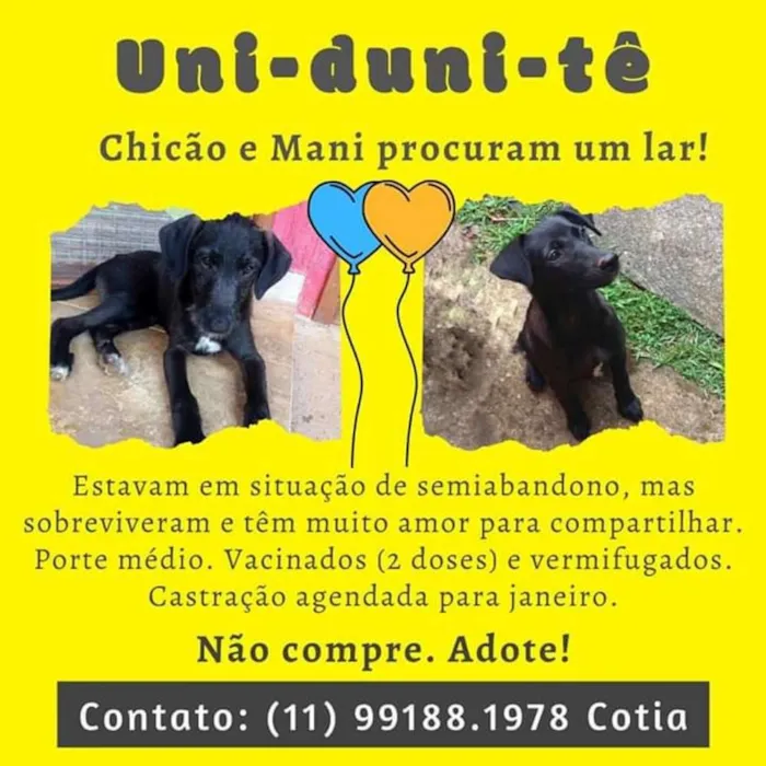 Cachorro ra a Srd idade 2 a 6 meses nome Chicão e Mani