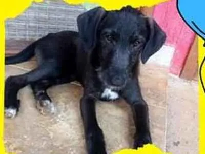 Cachorro ra a Srd idade 2 a 6 meses nome Chicão e Mani