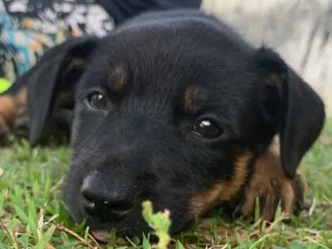 Cachorro ra a Indefinida  idade 2 a 6 meses nome Layla 