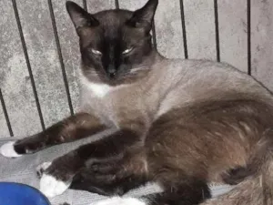Gato raça Siamês  idade 1 ano nome Tigrão 