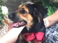 Pipoca