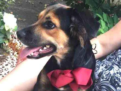 Cachorro ra a SRD idade 3 anos nome Pipoca