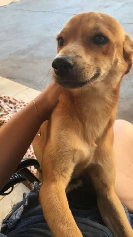 Cachorro ra a SRD idade 3 anos nome Amarelinho 