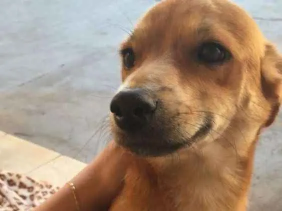 Cachorro ra a SRD idade 3 anos nome Amarelinho 