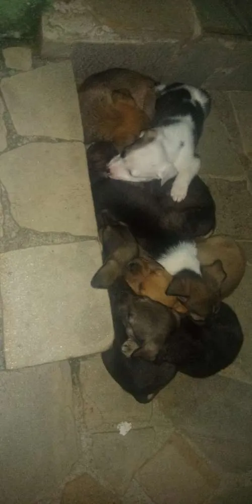 Cachorro ra a SRD com pitbull idade Abaixo de 2 meses nome Filhotes
