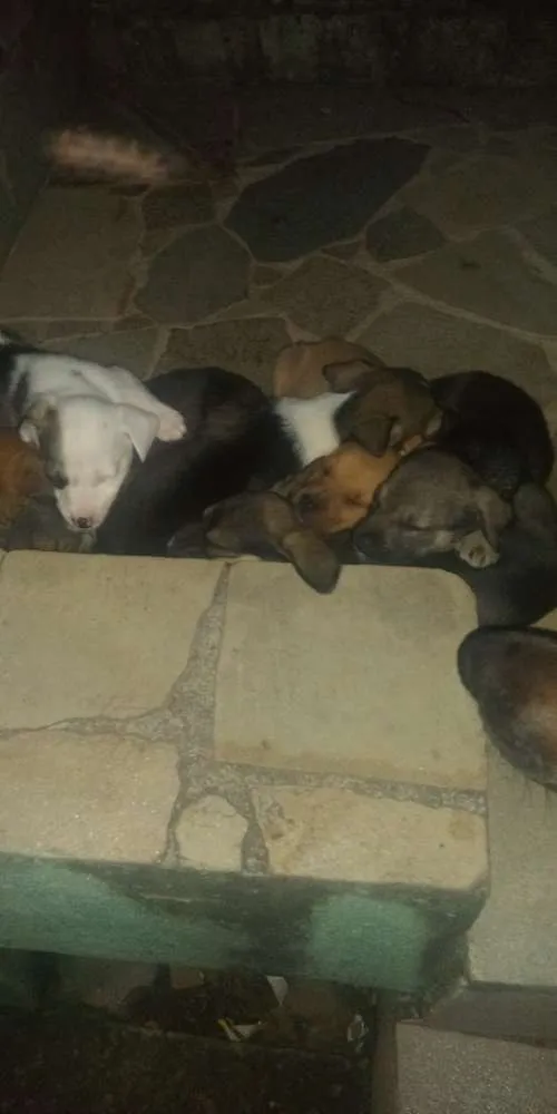 Cachorro ra a SRD com pitbull idade Abaixo de 2 meses nome Filhotes