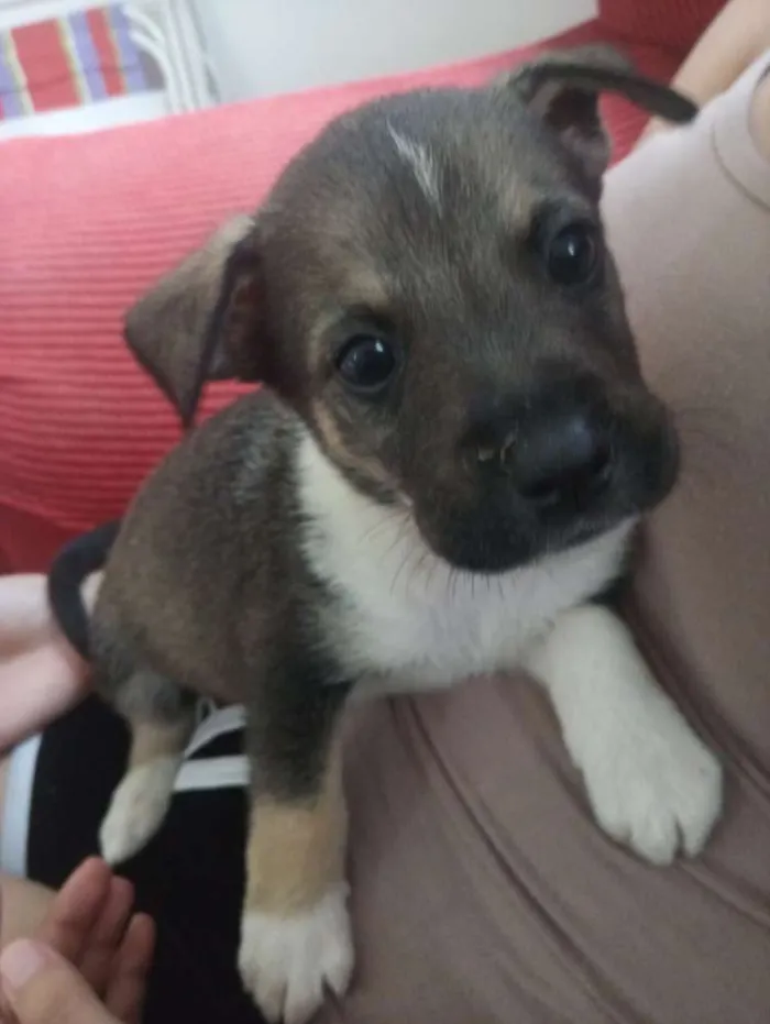 Cachorro ra a SRD com pitbull idade Abaixo de 2 meses nome Filhotes