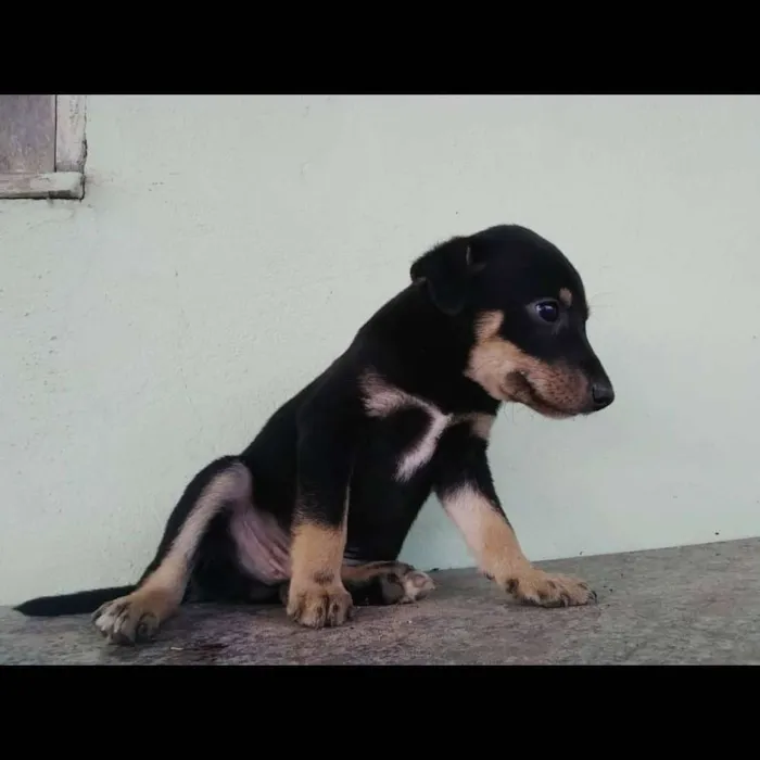 Cachorro ra a SRD idade Abaixo de 2 meses nome Zeus