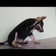 Nikito