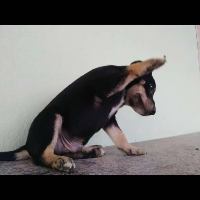 Cachorro ra a SRD idade Abaixo de 2 meses nome Nikito