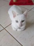 Branquinha