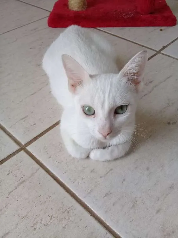 Gato raça SRD idade 7 a 11 meses nome Branquinha