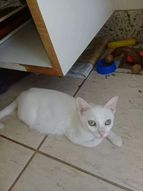 Gato raça SRD idade 7 a 11 meses nome Branquinha