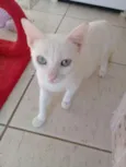 Branquinha
