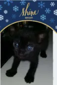 Pretinha