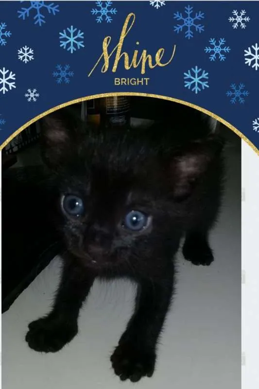 Gato raça SRD idade 2 a 6 meses nome Pretinha