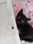 Pretinha