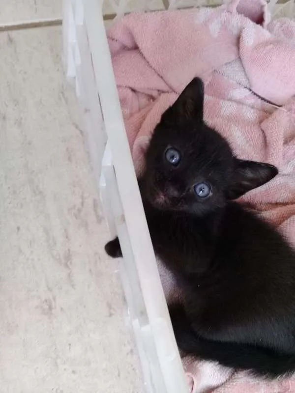 Gato raça SRD idade 2 a 6 meses nome Pretinha