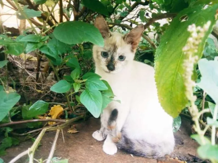 Gato raça SRD idade 2 a 6 meses nome Brisa