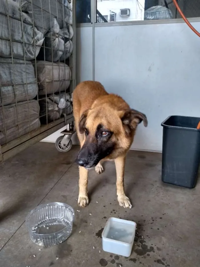 Cachorro ra a indefinida idade 3 anos nome Sem nome