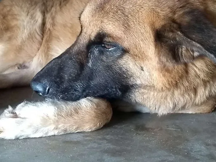 Cachorro ra a indefinida idade 3 anos nome Sem nome