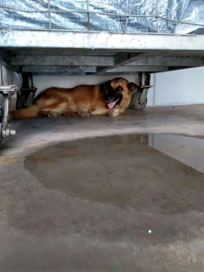 Cachorro ra a indefinida idade 3 anos nome Sem nome