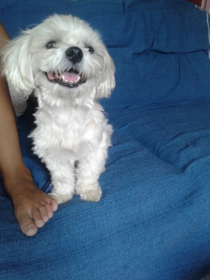 Cachorro ra a Não sei idade  nome Não sei