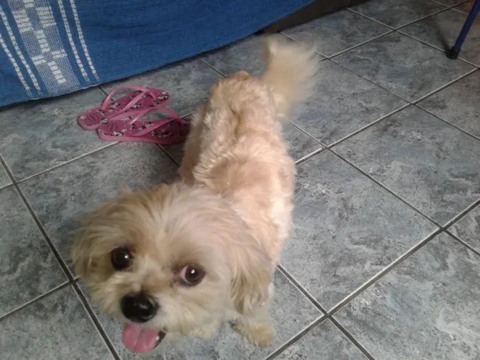Cachorro ra a Não sei idade  nome Não sei