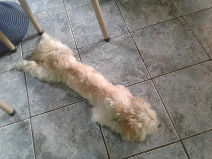 Cachorro ra a Não sei idade  nome Não sei