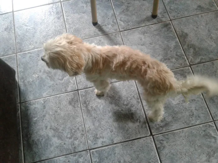 Cachorro ra a Não sei idade  nome Não sei