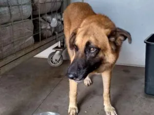 Cachorro raça indefinida idade 3 anos nome Sem nome