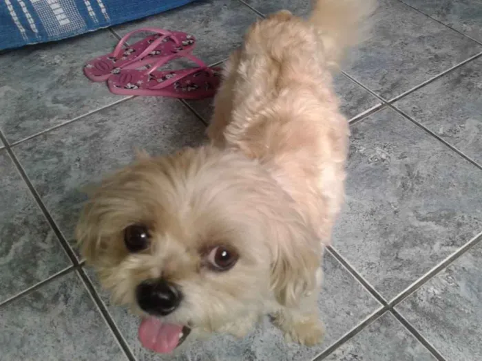 Cachorro ra a Não sei idade  nome Não sei