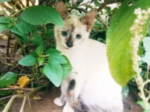 Gato raça SRD idade 2 a 6 meses nome Brisa