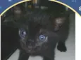 Pretinha