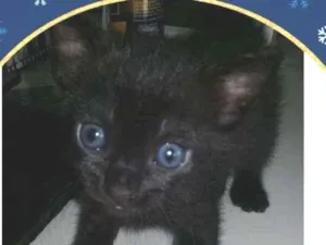 Gato raça SRD idade 2 a 6 meses nome Pretinha