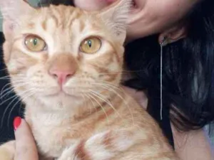 Gato raça  idade 7 a 11 meses nome Gato