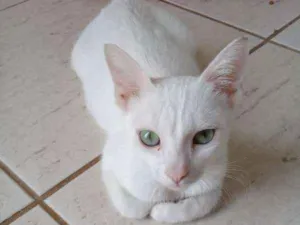 Gato raça SRD idade 7 a 11 meses nome Branquinha