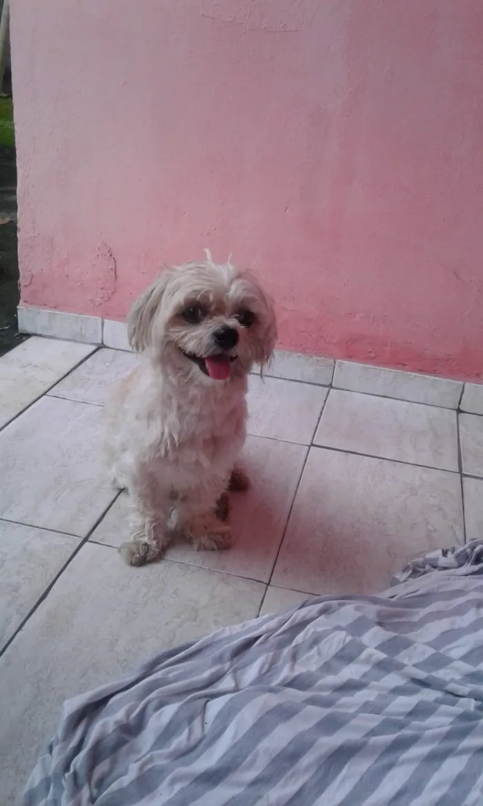 Cachorro ra a Não sei idade  nome Não sei