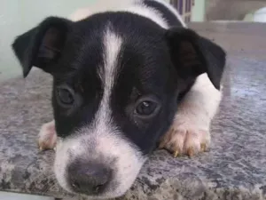 Cachorro raça SRD idade Abaixo de 2 meses nome Nike