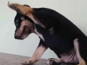 Cachorro raça SRD idade Abaixo de 2 meses nome Nikito