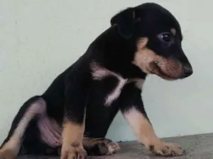 Cachorro raça SRD idade Abaixo de 2 meses nome Zeus