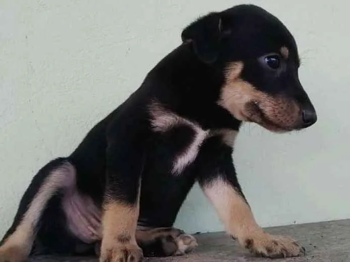 Cachorro ra a SRD idade Abaixo de 2 meses nome Zeus