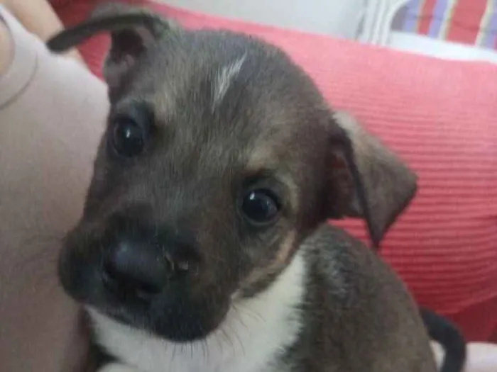Cachorro ra a SRD com pitbull idade Abaixo de 2 meses nome Filhotes