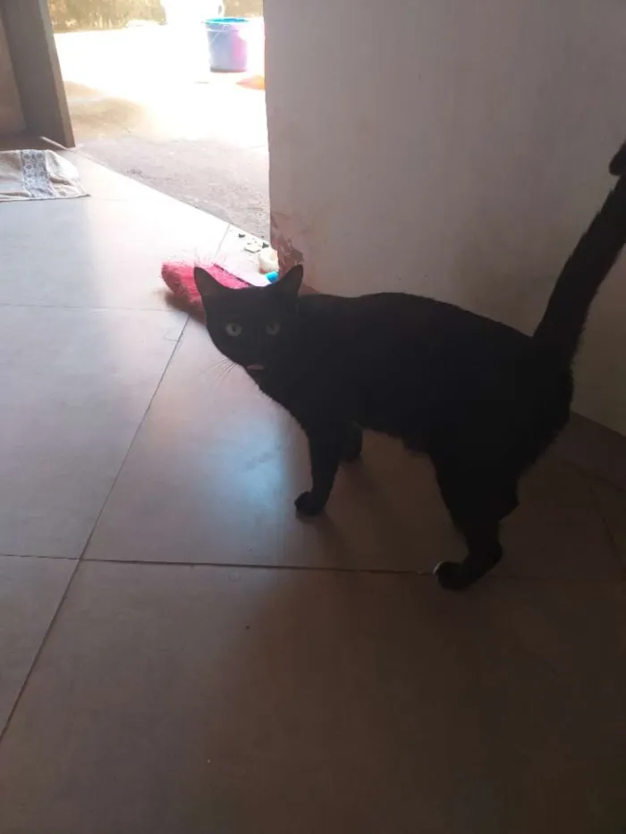 Gato ra a Gato idade 1 ano nome Naninha e esmeralda 