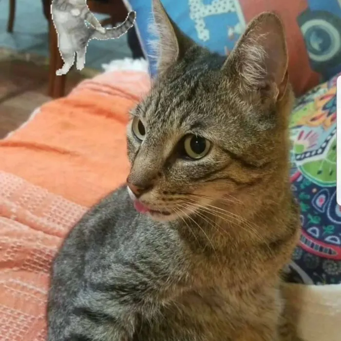 Gato ra a Srd idade 5 anos nome Leôncio 