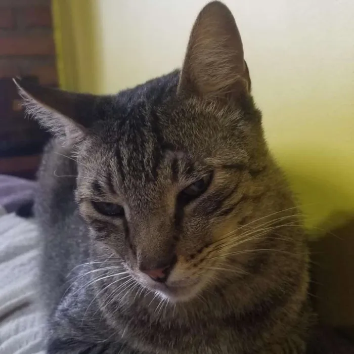 Gato ra a Srd idade 5 anos nome Leôncio 