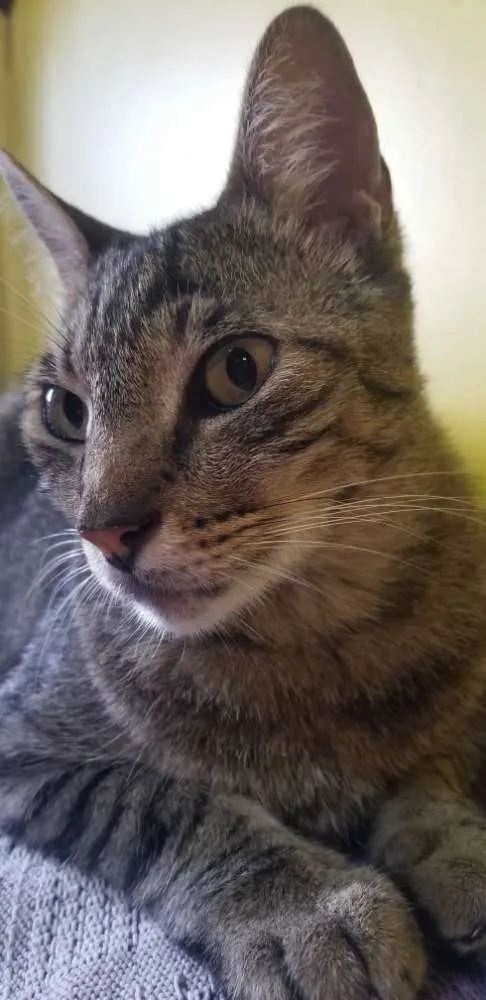 Gato ra a Srd idade 5 anos nome Leôncio 