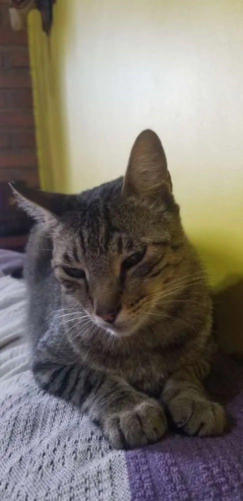 Gato ra a Srd idade 5 anos nome Leôncio 