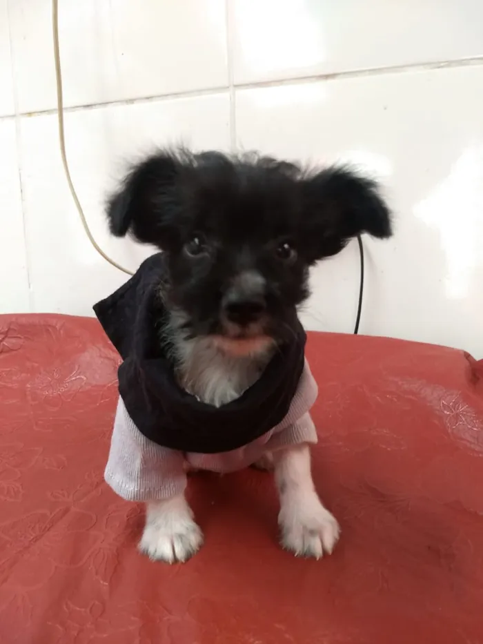 Cachorro raça SRD idade 2 a 6 meses nome Thor e Betinho